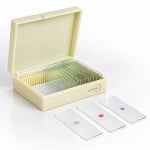 Tilia (Linden Tree)